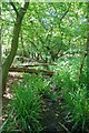 Stream in Barber's Wood in CM16 7QQ