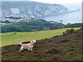 On Headon Warren, Isle of Wight in Totland