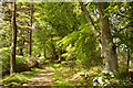 Track by the River Beauly beside Balblair Wood in IV4 7BH