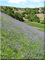 Bluebells on the hillside in TS9 7LE