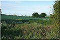 A field of wheat with wild plants around it in CV8 1NN