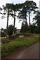 Scots Pines, Merthyr Cynog Churchyard in LD3 9SD