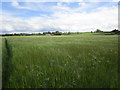 Barley field and Winifred Farm in YO17 6TG