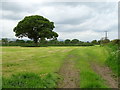 Cut silage field, Penymynydd in Penyffordd Community