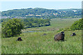 View across Brading Marshes in PO35 5SQ