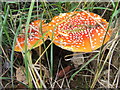 Fly Agaric in East Harptree Woods in BS40 6BZ