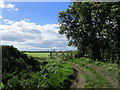 Gate by a stand of trees, Moor Lane in YO17 6QE
