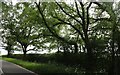 Trees along Blake Hall Road in CM5 9LW