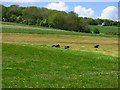 Pasture, Ramsbury in SN8 2HQ