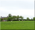Sheep grazing, Puddington in CH64 5SU