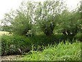 Lemsford Springs: reedbed and pollard willows in AL8 6YF