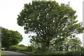 Tree by Ongar Road, Kelvedon Hatch in CM15 0LA