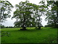 Grazing and trees off Hillbark Road in CH49 3NS