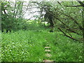 Stepping stones at a boggy section of path north of Grange Farm in S21 3UB