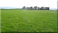 Pasture above Dunbog in DG3 5AB