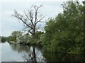 Dead tree on the east bank of the navigable River Soar in LE12 8WH