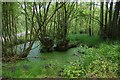 Pond near Dunclent Lane, near Stone, Worcs in DY10 4AY