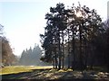 Clump of pine trees beside Crosscroft Wood in RG9 4JH