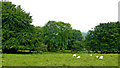 Trees and pasture east of Llanfair Clydogau in Ceredigion in SA48 8LJ