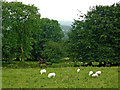 Pasture east of Llanfair Clydogau in Ceredigion in SA48 8LJ
