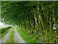 Forest Road to Bryn Coch east of Llanfair Clydogau, Ceredigion in SA48 8LJ