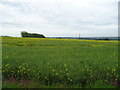 Oilseed rape crop off the A51 in ST15 0QS