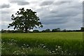 Barley field and lone oak tree in IP8 3PD