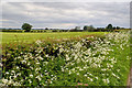 Cow parsley on Fadmoor Lane in YO62 7HD