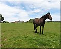 Horse at Pyleigh Court Farm in TA4 3QZ