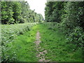 Path in Chawton Park Woods along power line clearance in GU34 5ED