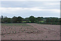 Emerging crop near Halloughton Grange in B46 2HS