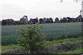 Growing wheat near Halloughton Grange in B46 2HS