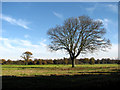 A bare tree in NR10 5BW