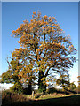 Ancient oak tree in NR10 5BW