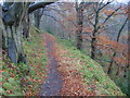 Path in Clyde Valley Woodlands Nature Reserve in Cleghorn