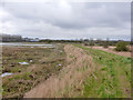 Seawall and saltings, Milton Creek in ME10 3NB