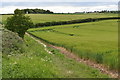 Barley crop on the edge of Hadleigh in IP7 6JN