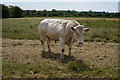 Bull near Cherry Willingham in Greetwell