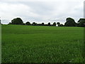 Farmland, Swynnerton in ST15 0QG