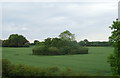 Small woodland in crop field near the M6 Motorway in ST15 0PW