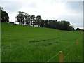 Farmland and woodland near Home Farm in ST15 0ND
