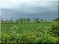 Farmland beneath a brooding sky in LE14 4EX