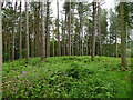 View into Hatchmere nature reserve in Hatchmere