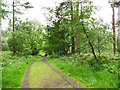 Path near the eastern edge of Delamere Forest in Hatchmere