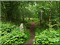 Path into Hatch Mere nature reserve in Hatchmere