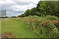 Poppies by Standing Way, Bletchley in MK3 7QS