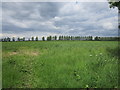 Wheat field and hedgerow trees in LN1 2SL