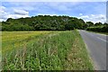 Brisley, Elmham Road: Looking towards the trees bordering Panford Beck in NR20 5DL