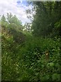 Overgrown footpath in SA6 6NU