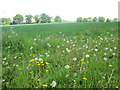 Dandelions in a field off part of the Chiltern Way in RG8 7PN